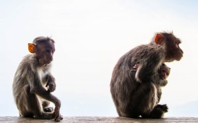 Umysł człowieka a małpa?! (1/2)
