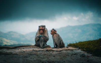 Umysł człowieka a małpa?! (2/2)